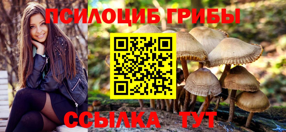 Псилоцибиновые грибы Psilocybe Новоалтайск